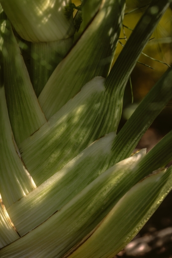 Lipp Fenchel Geist 006