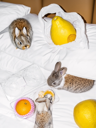 Rabbits In Bed