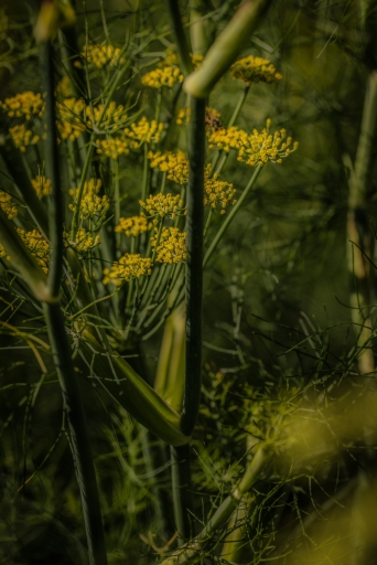 Lipp Fenchel Geist 001