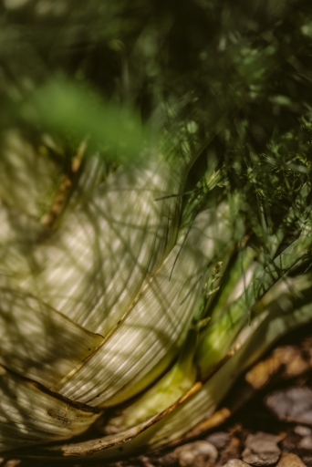 Lipp Fenchel Geist 007