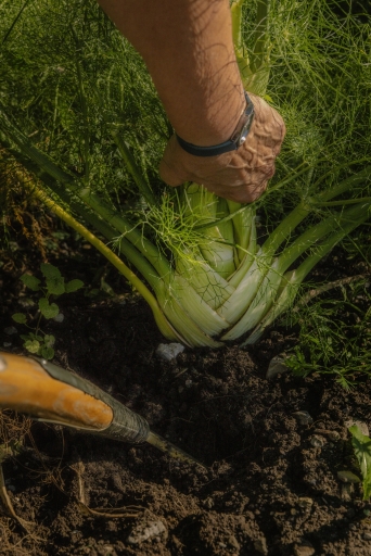 Lipp Fenchel Geist 015