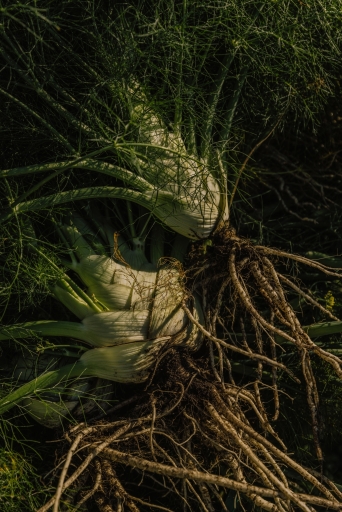 Lipp Fenchel Geist 021